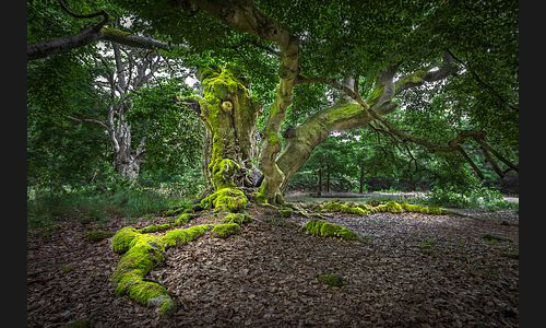 galerie_wald_und_baeume_small.jpg